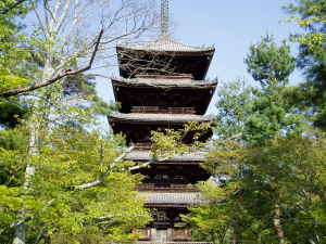 新緑の仁和寺 新緑の仁和寺